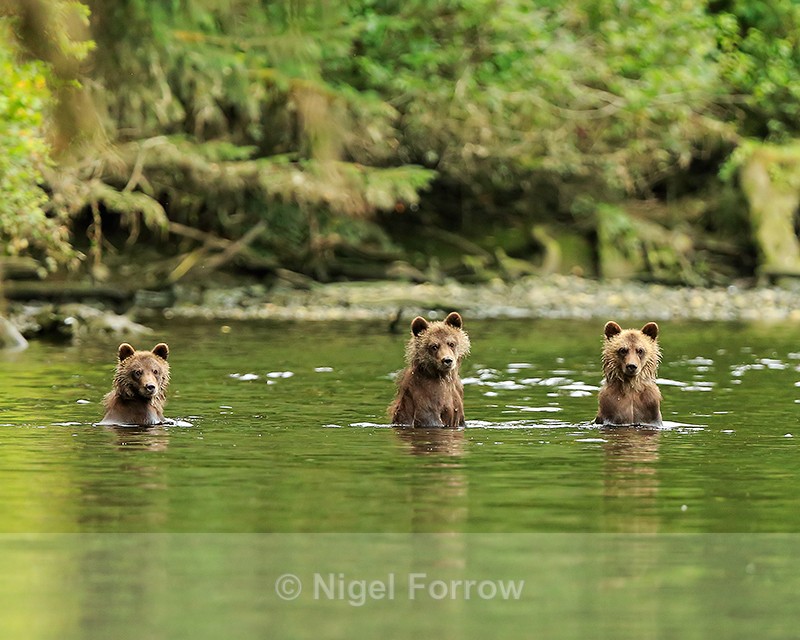 Three Grizzly Bear Cubs in water, Knight Inlet, British Columbia, Canada - Brown Bear