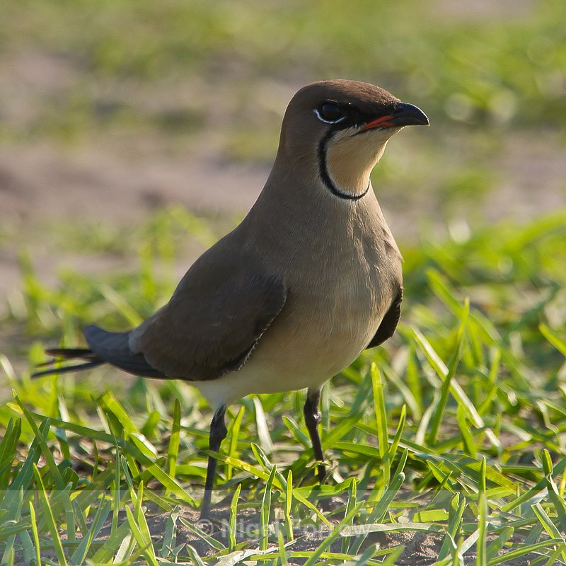 Collared Pratincole standing in some grass near a water hole - Collared Pratincole