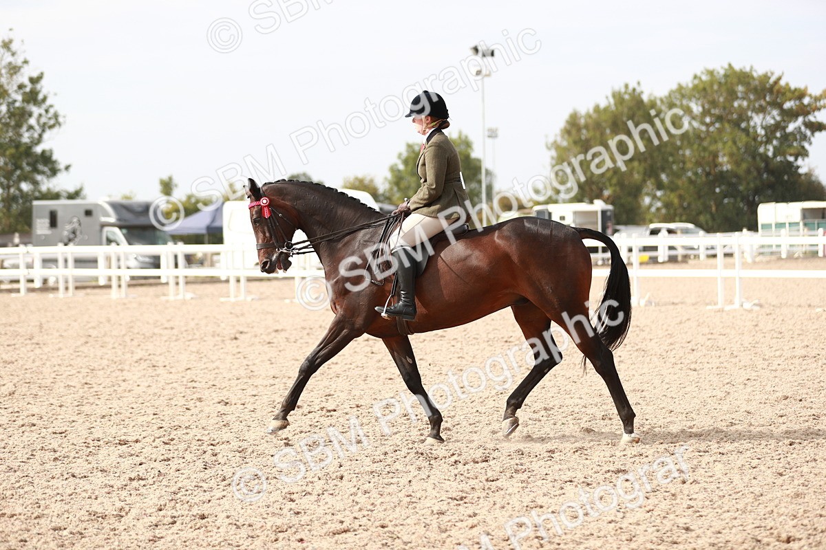 SBM_17523 - Class 215 Ridden Hack/ Riding Horse