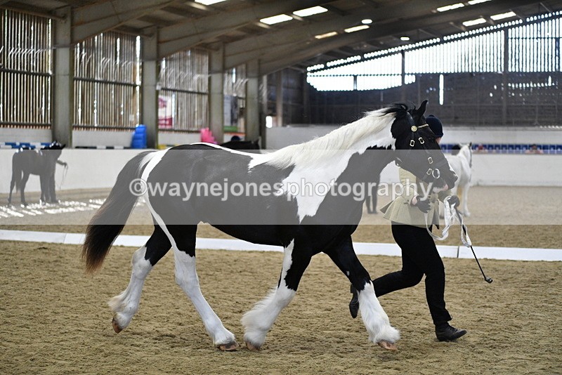 WJ5_4853 - Class 7 In hand coloured / odd coloured