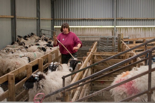 3 - Shearing at Glenwhargen Farm