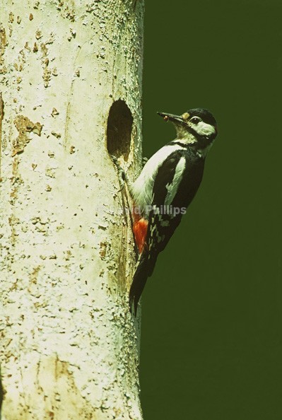 Great-spotted Woodpecker - Birds