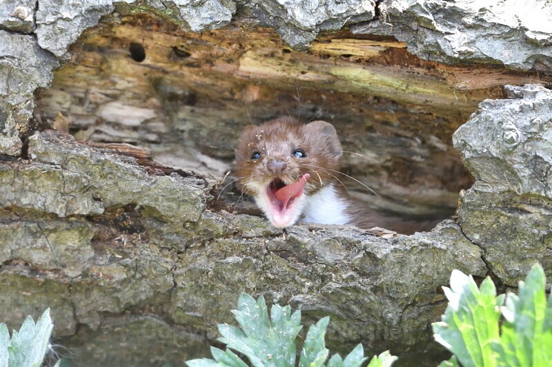 Weasel_1 - British Wildlife
