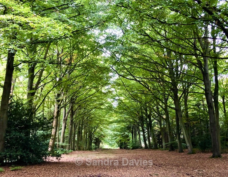 Woodland path - A little bit of everything!