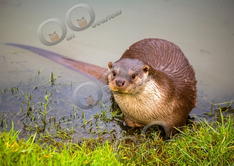 european otter lutra lutra-006 - UK Wildlife