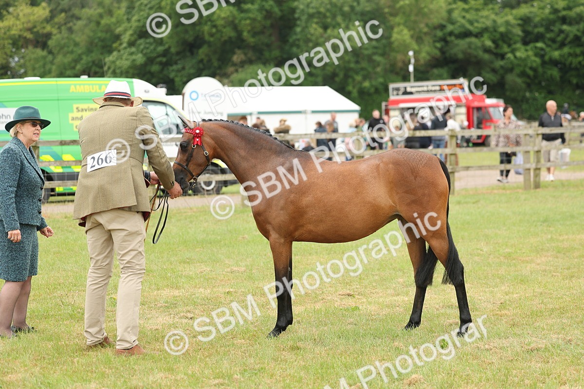 SBM_05409 - Class 68-73 - Riding Pony Breeding