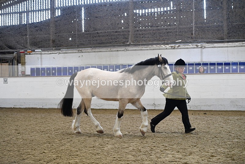 WJ5_4499 - Class 3 Part Bred In hand