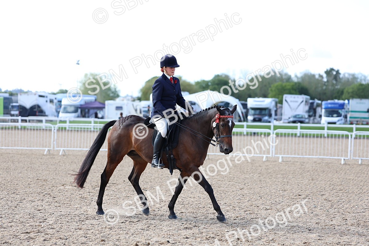 SBM_09142 - Class 303 - Ridden Pure Bred Horse Pony