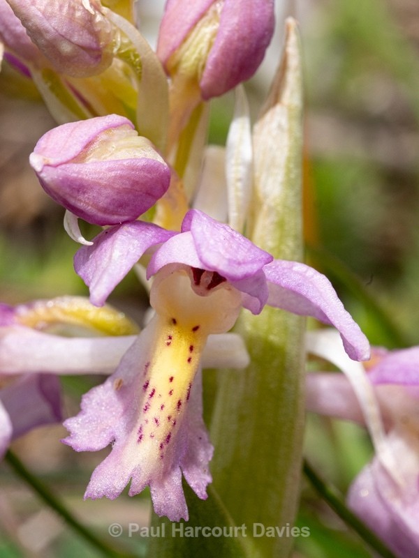 Hybrid Orchis - Orchis x colemanii ( Orchis mascula x O. pauciflora) - Wild Orchids - 1