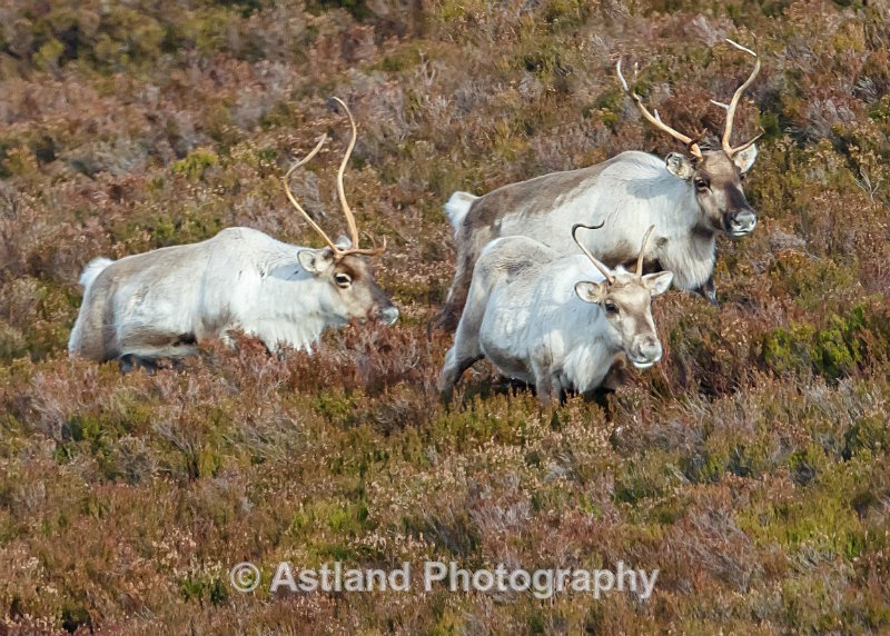 Astland Photography, Bird and Wildlife Images, Susan and Peter Wilson, U.K.