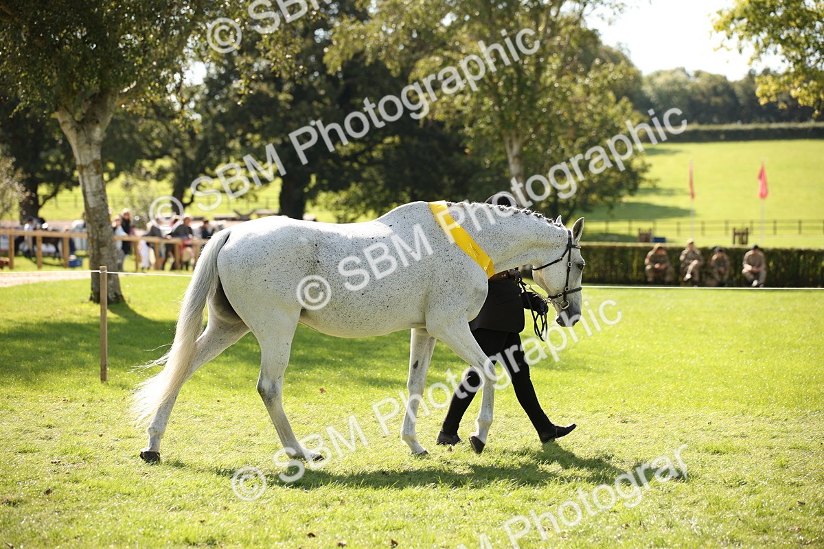 SBM_40892 - Fun Showing Supreme Championship
