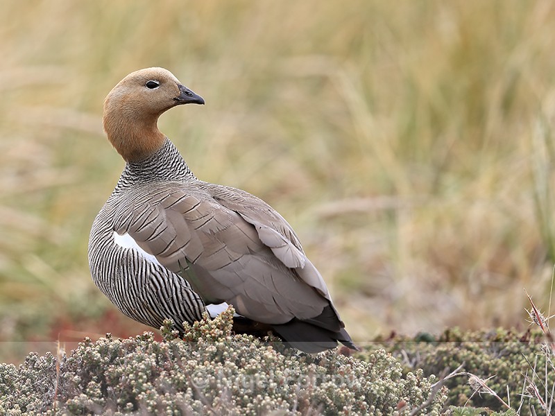 Ruddy-headed Goose craning neck, Carcass Island, Falklands - Ruddy-headed Goose
