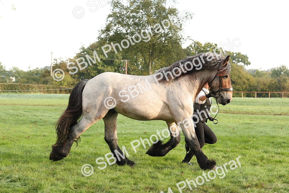SBM_54411 - S51 - Foreign Breeds In Hand