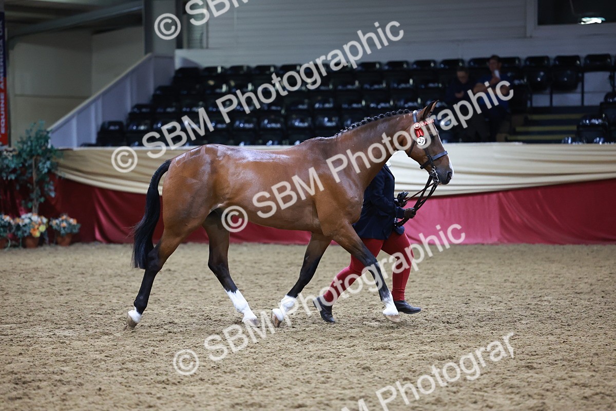 SBM_20479 - Class G - IH Large (over 148cm)Champ