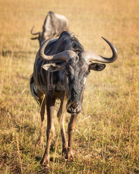 safari-341 - African Wildlife
