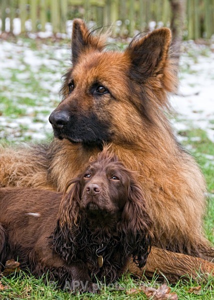  - Dogs'n'Cats