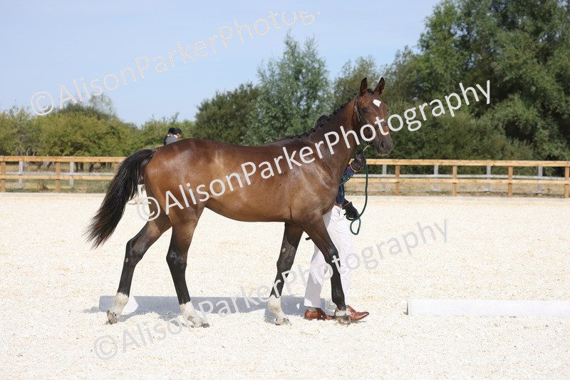 20260802-0842 - Class 9 - Youngstock
