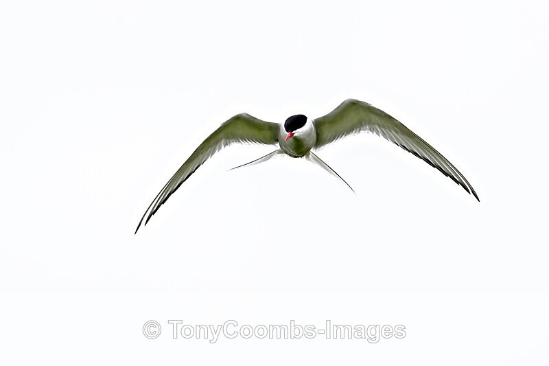 Arctic Tern - Iceland