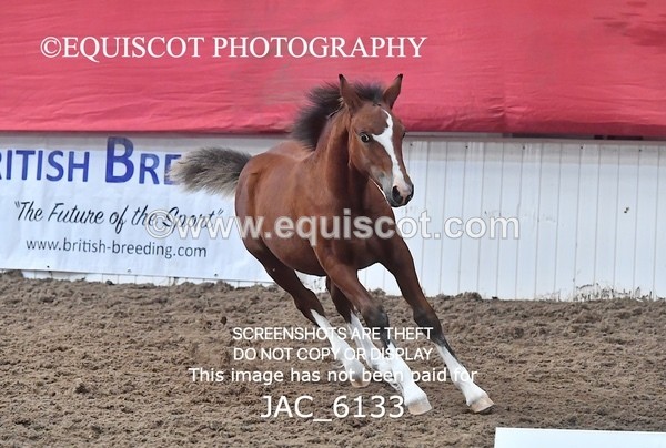 JAC_6133 - 17 Avonmore Little Maeda