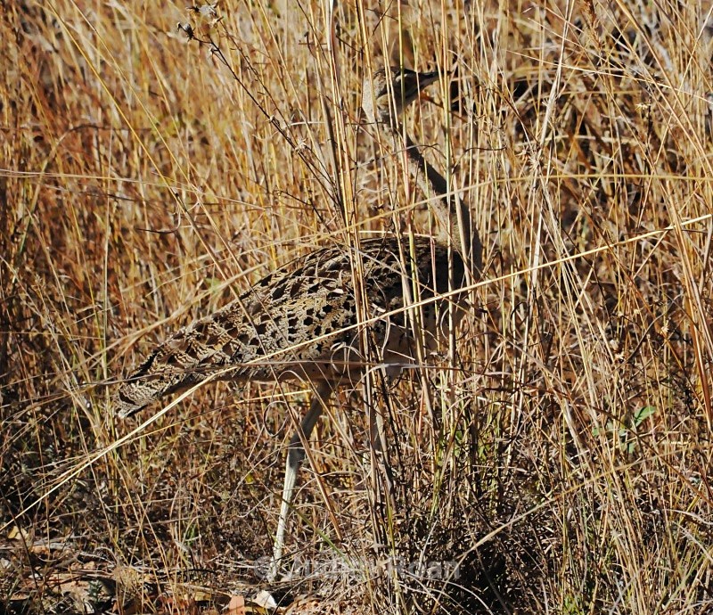 Black-bellied Bustard - South Africa Birds and Mammals