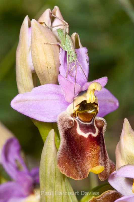 - Orchids - Ophrys