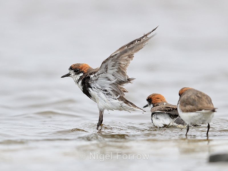 Two-banded Plover flapping wings, Sea Lion Island, Falklands - Two-banded Plover
