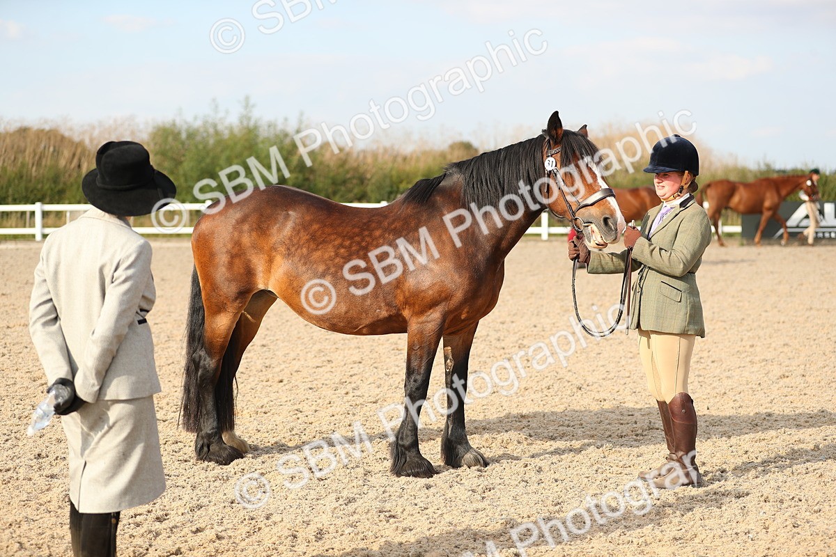 SBM_08623 - Class 28 - IH Veteran Horse