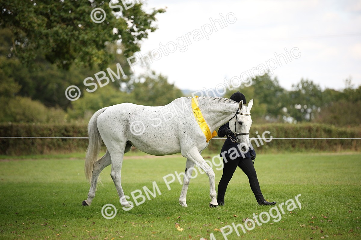SBM_62906 - In Hand Horse Supreme Championship