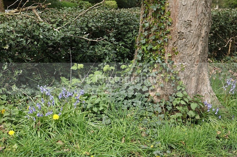 Tree - Flowers, Plants and Trees
