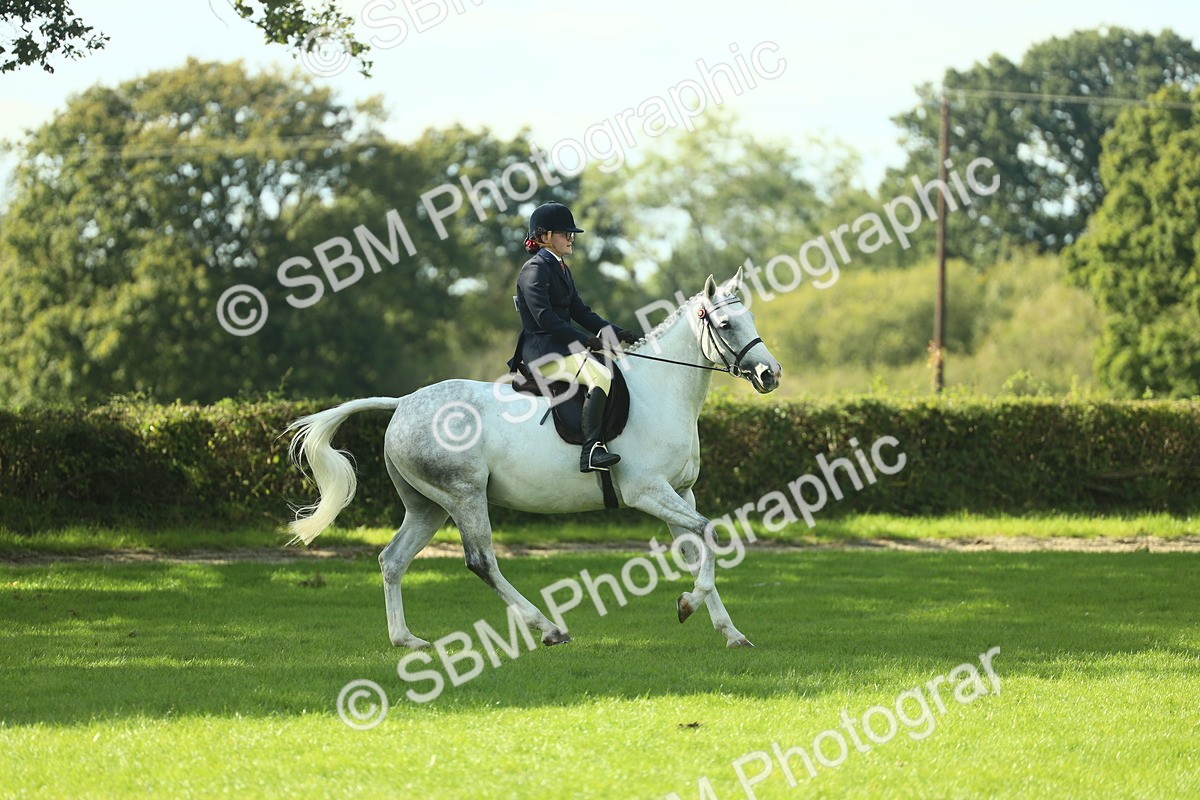 SBM_49815 - S32 - Novice & Newcomers Working Hunter