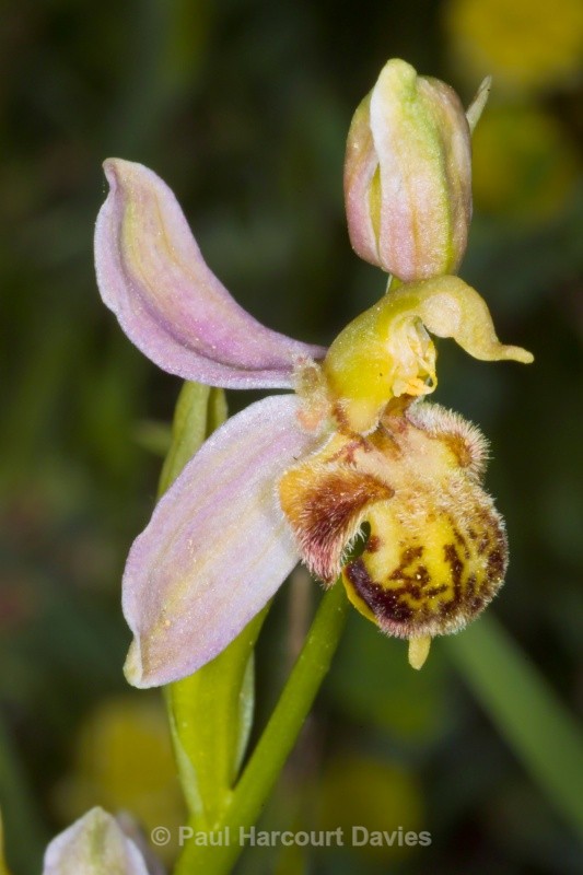 Bee Orchid (Ophrys apifera) aberrant form close to var trollii - Orchids - Ophrys