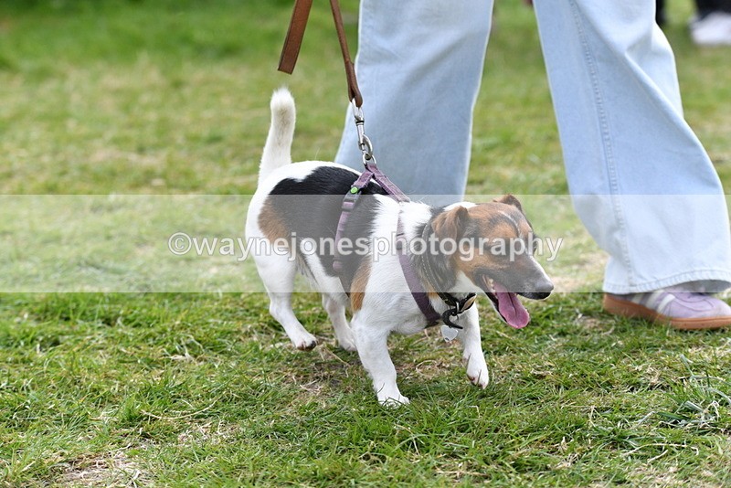 WJ5_0288 - Class 7 Best Terrier