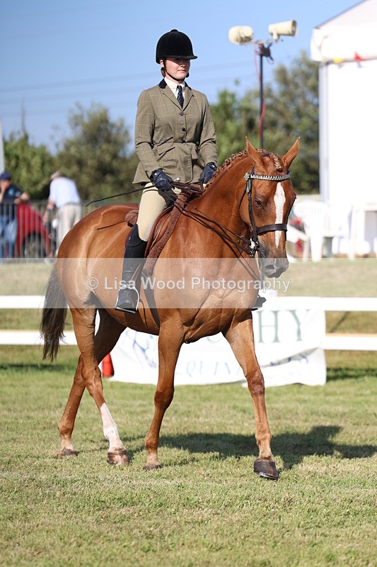 3E7A5529 - Class 2: Rising Star Large Hack/Riding Horse
