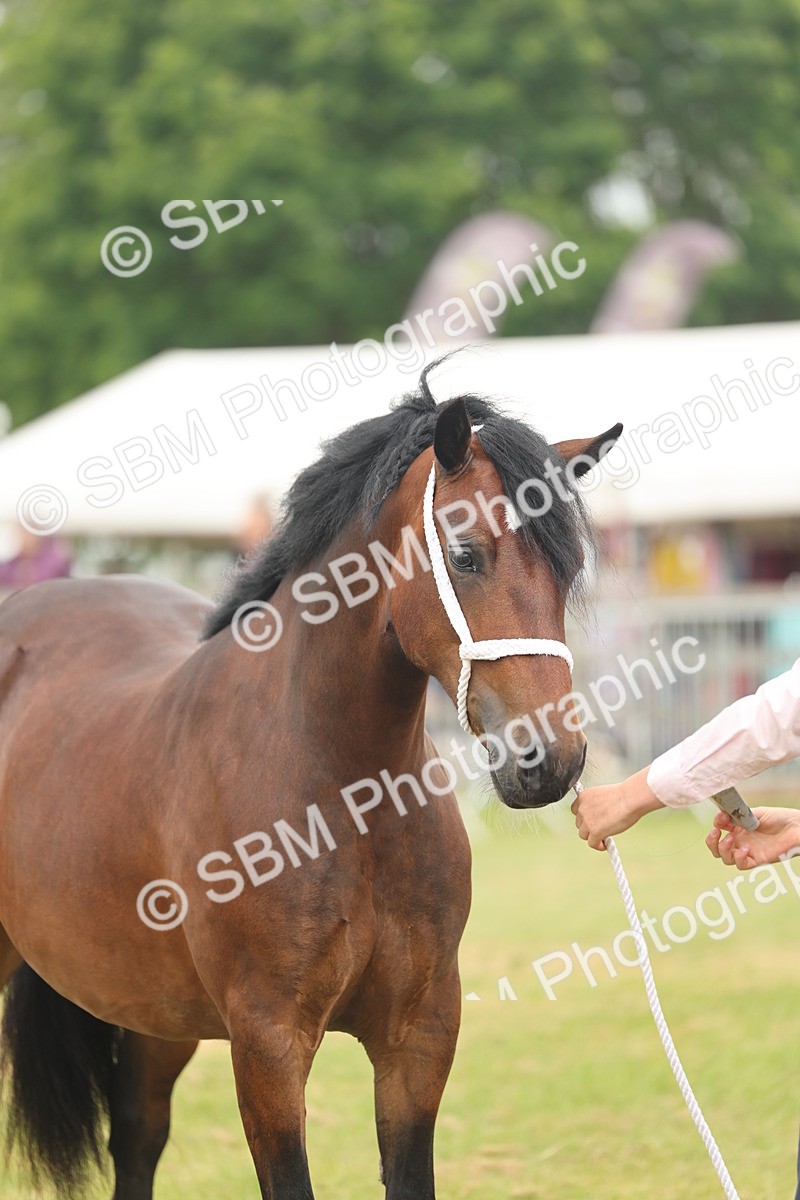 SBM_04985 - Class 50-57 - M&M Welsh Pony In Hand