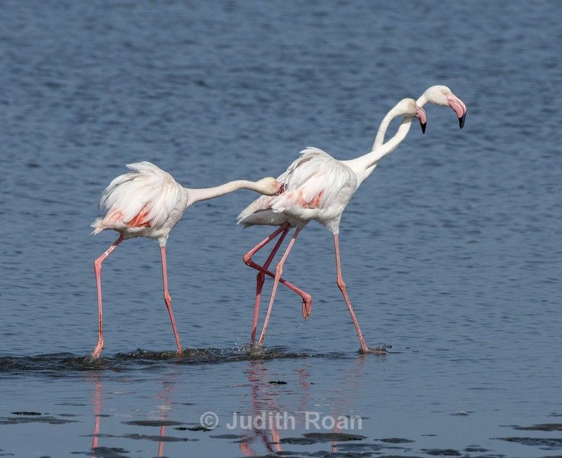Greater Flamingo Trio - Namibia 2022