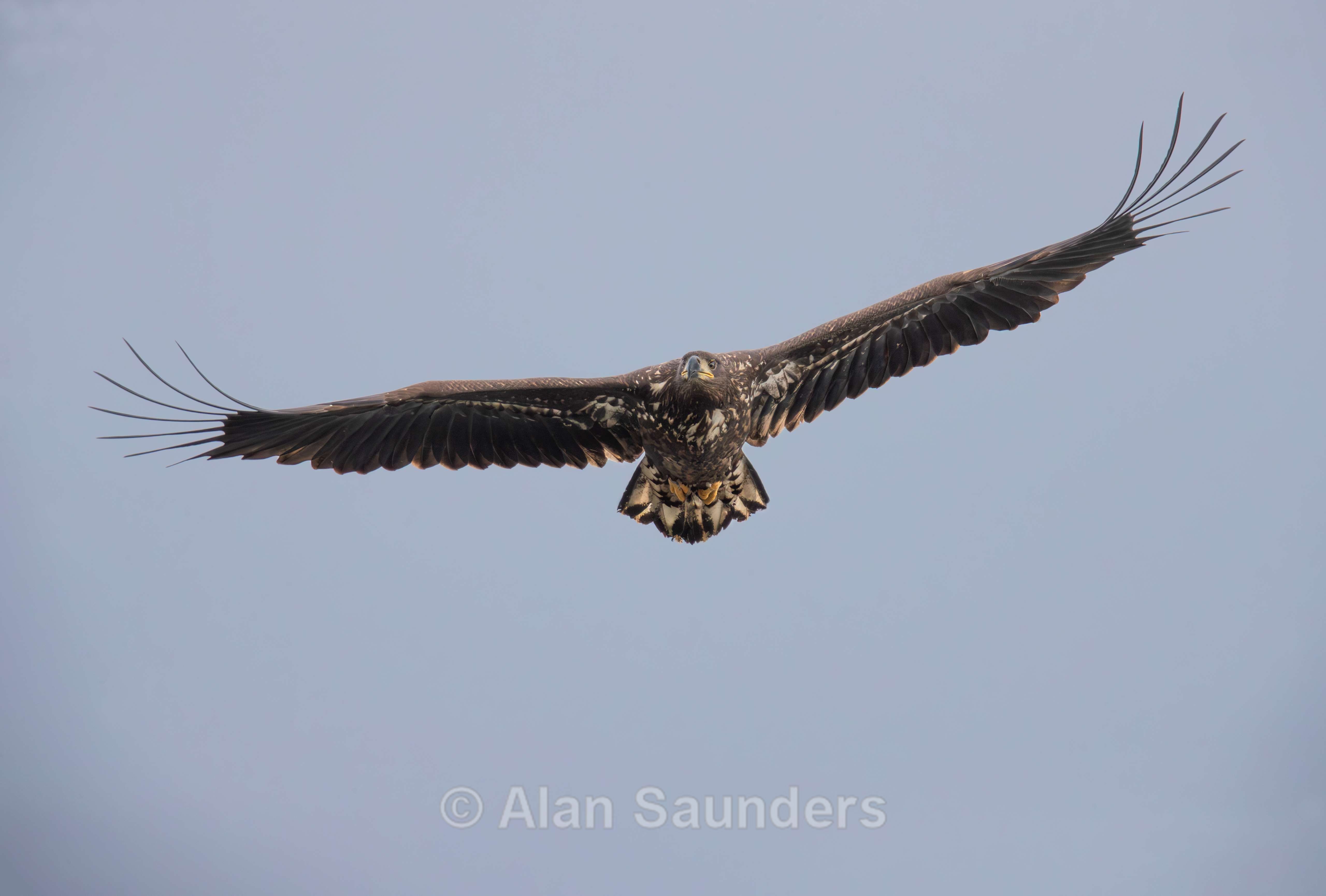 White Tailed Eagle 126
