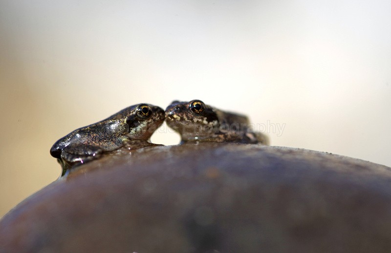  - Reptiles, amphibians & pond life, Great Britian