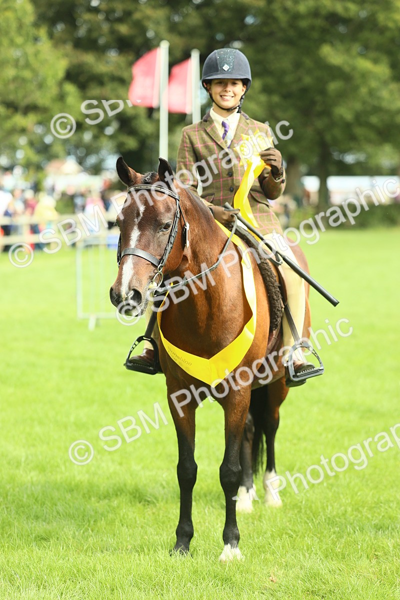 SBM_44816 - S31 - Working Hunter Pony