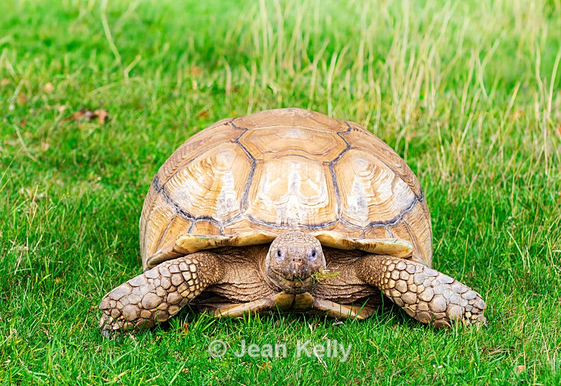 Tortoise - DSC_1460 - Tortoises