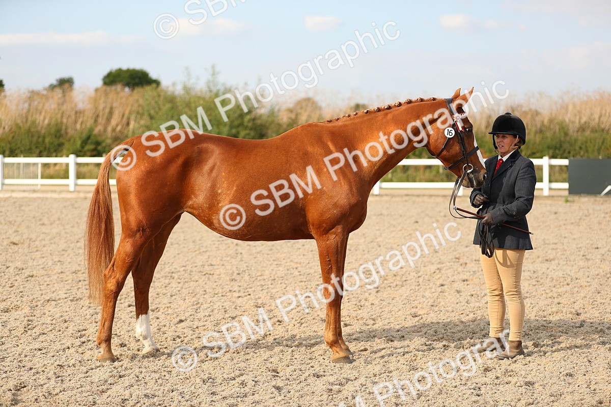 SBM_08602 - Class 28 - IH Veteran Horse