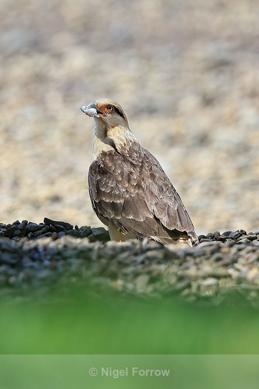 Yellow-headed Caracara with fish, Costa Rica - Yellow-headed Caracara