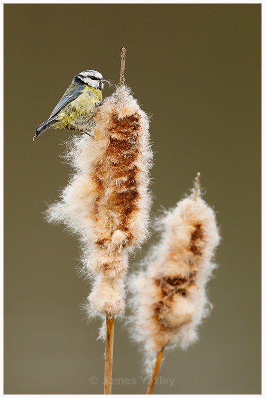Blue Tit feeding on Bulrush - Latest Work