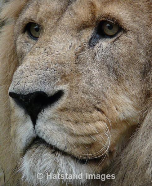 King of the beasts - nature