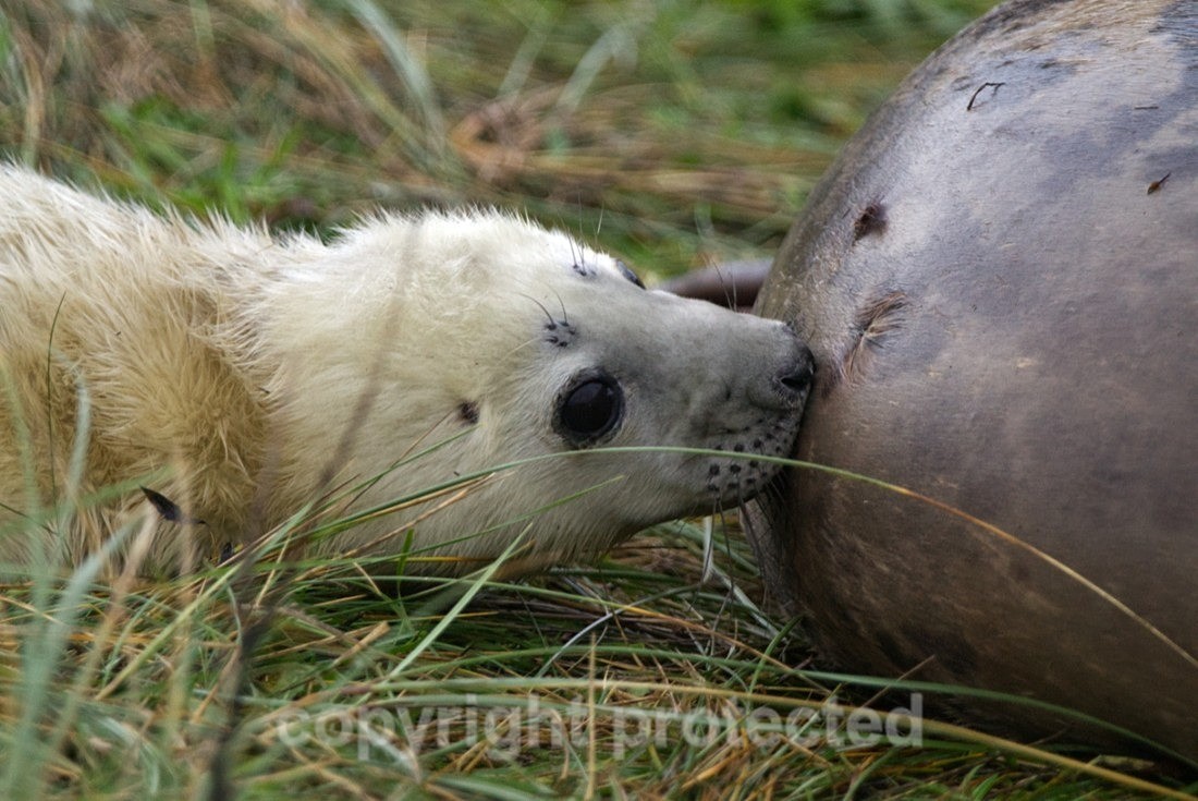 Grey Seal Pup - Lincolnshire - Mammals