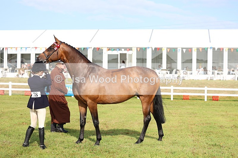 3E7A8305 - Class 2: Rising Star Large Hack/Riding Horse