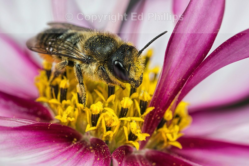 Megachile centuncularis (f)