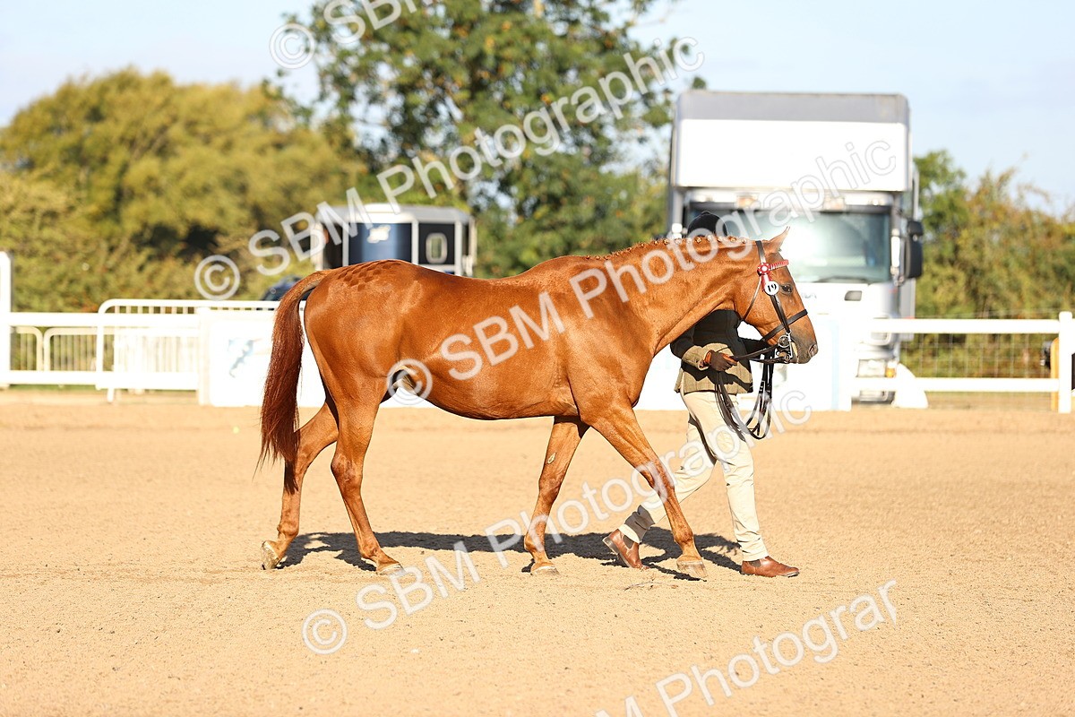 SBM_08299 - Class 401 - IH Veteran Horse