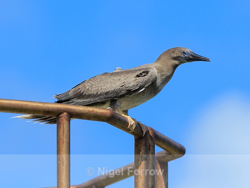 Red-footed Booby (juvenile) perched, Kilauea Point, Kauai - Red-footed Booby