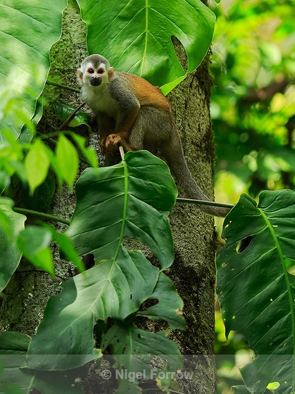 Squirrel Monkey, Manuel Antonio National Park, Costa Rica - Monkey