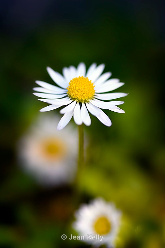 Daisy - DSC_7678_00009 - White
